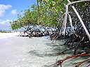 Photo: Mangroves growing at the beach - can you see the iguana (2006/12/21 15:27)